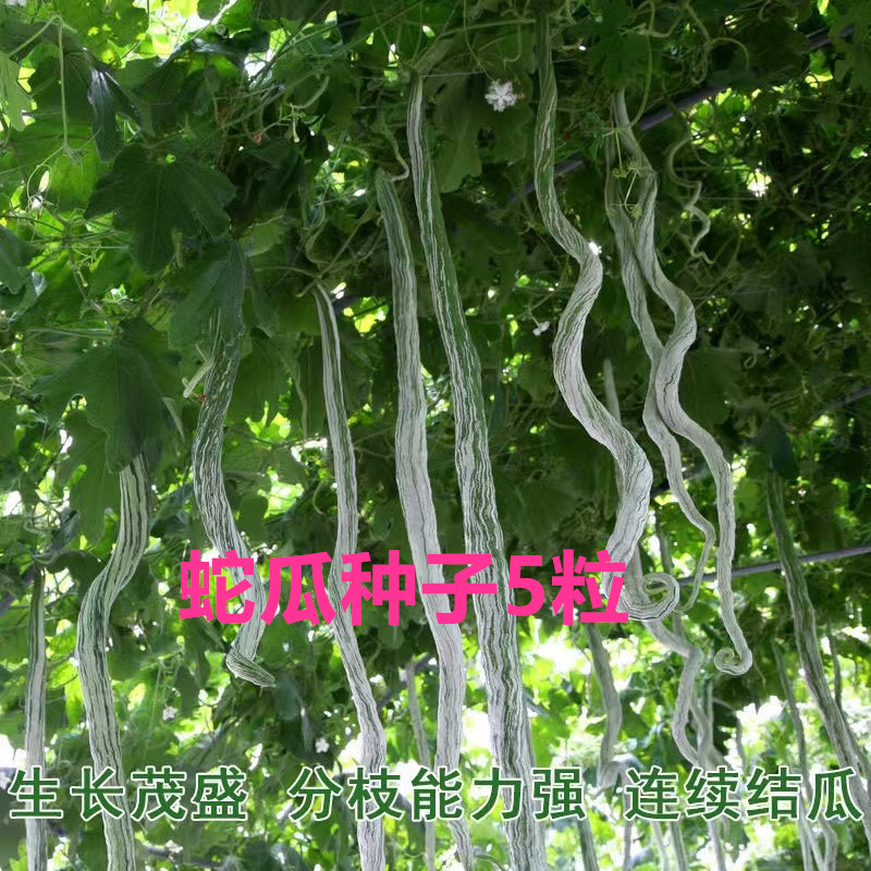蛇瓜种籽种子苗四季长蔬菜孑超长巨型丝瓜特长南方蛇豆角苗子孑秧