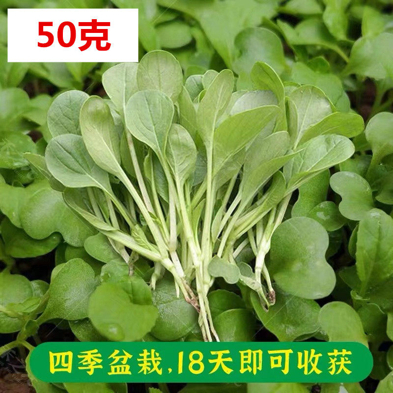 鸡毛菜菜籽种子上海青菜菜种籽大全蔬菜种孑阳台盆栽小白菜籽四季