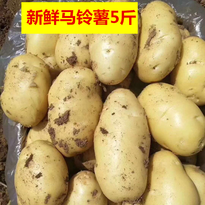 土豆新鲜马铃薯现挖现发洋芋蔬菜薄皮黄心土豆农家自种批发大土豆
