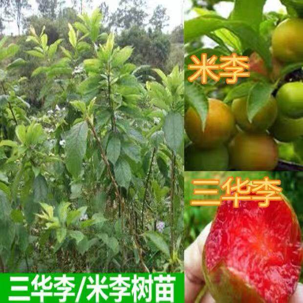 三华李树苗钱排三华李嫁接苗米李苗早熟李子苗南华李苗南北可种植