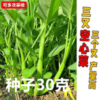 三叉空心菜疏菜种子莱籽春季四季水培阳台盆栽庭院种植蔬菜种籽子