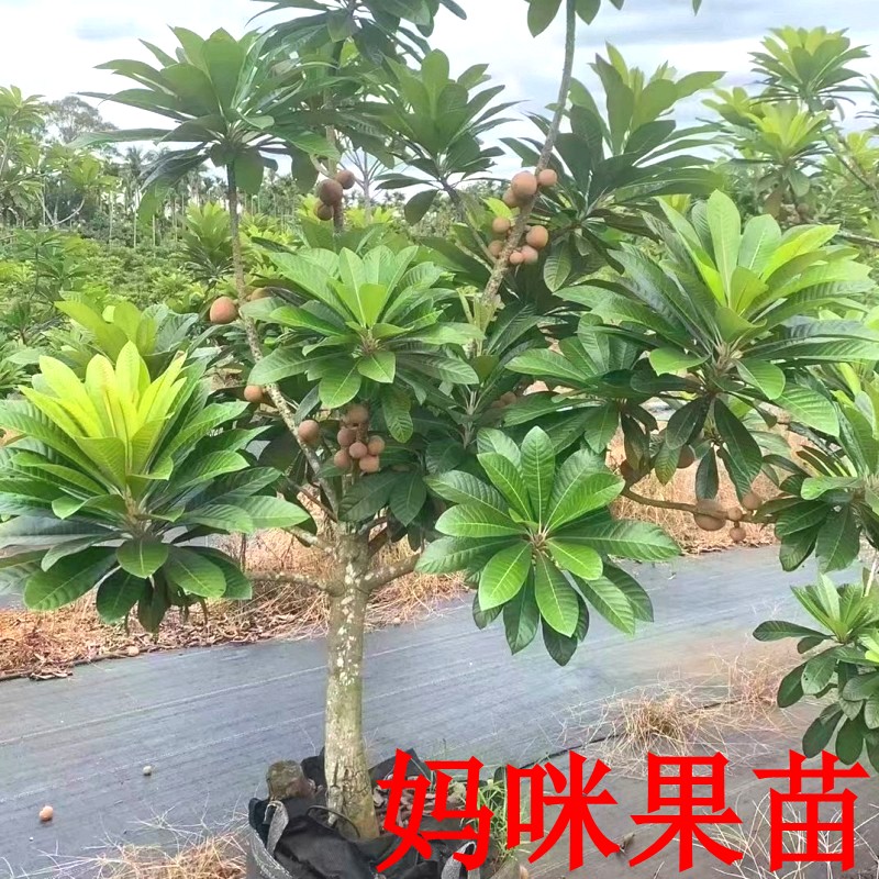 嫁接妈咪果苗盆栽带土带叶发货潘婷马加纳洛里托树苗果树苗木