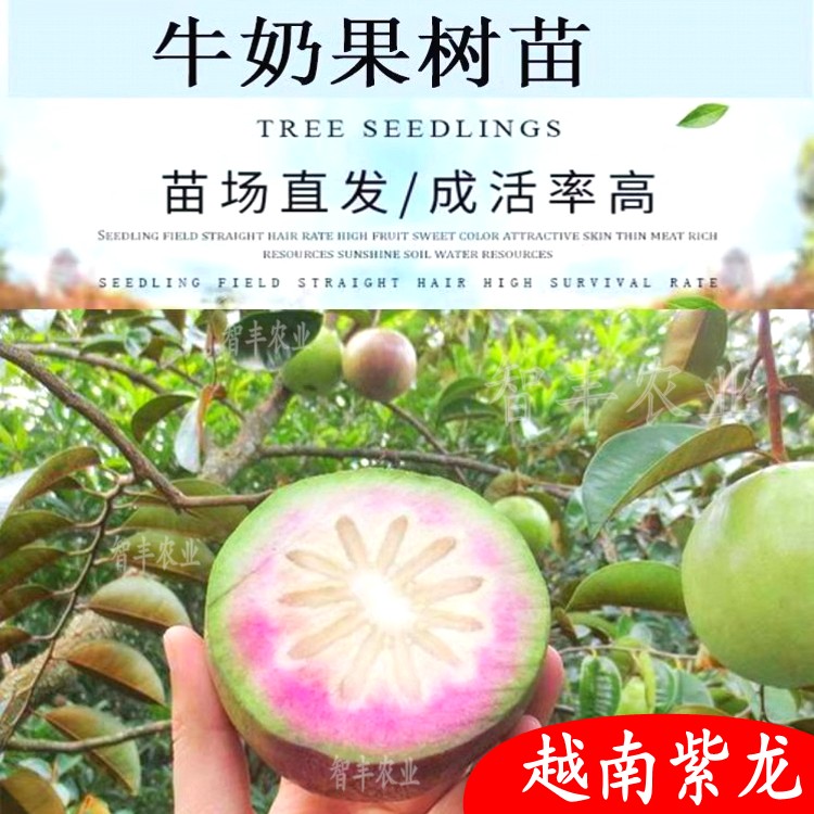 牛奶果树苗嫁接越南紫龙牛奶果星