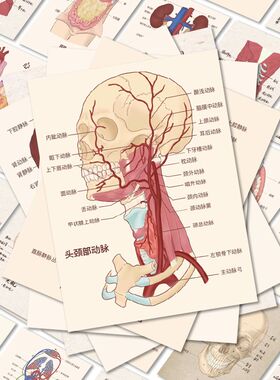 50张人体结构组织器官贴纸医学学生创意手机壳笔记本装饰防水贴画