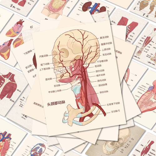 人体医学结构组织贴纸