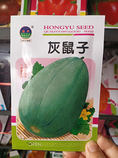 老式灰鼠子香瓜种子种子肉瓜类果皮大全瓜绿色甜瓜