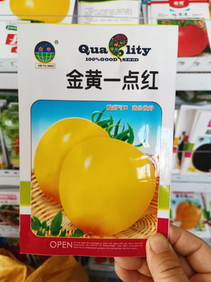 【金黄一点红大柿子种子】番茄大果皮薄肉厚无限生长甜味浓郁柿子