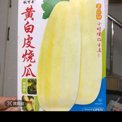 黄白皮烧瓜种子老品种黄皮烧瓜种子