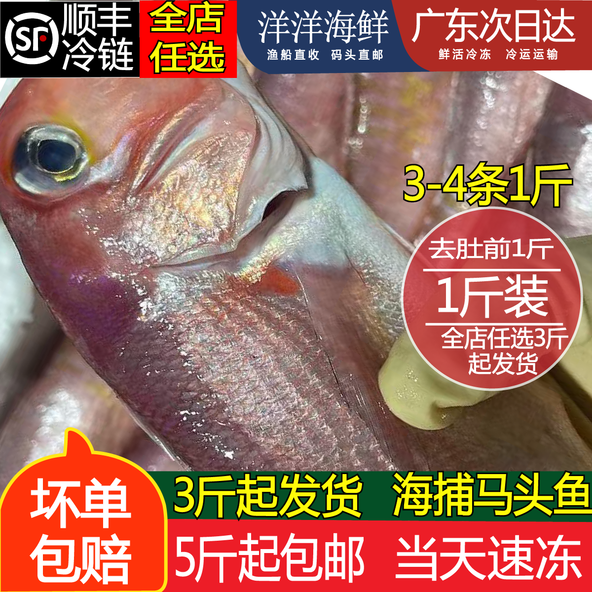 惠来马头鱼新鲜海捕神泉深海鲜活马面鱼潮汕斧头鱼海钓鱼大头鱼