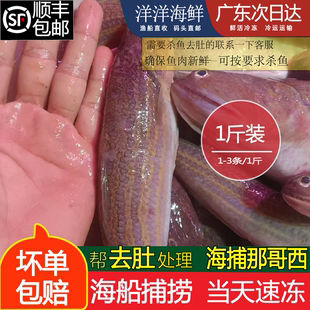 那哥西鱼海鲜那哥鱼新鲜本港哥丁鱼鲜甜那哥鱼波浪鱼那哥母鱼水产