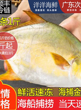 鲳鱼金鲳鱼新鲜冷冻包邮鲜活海鲜鱼大平鱼鲳鳊鱼冰冻水产大金鲳鱼