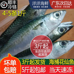 花仙鱼新鲜潮汕灯照青占鱼速冻池鱼海捕青花鱼水产青花鱼青辉鱼