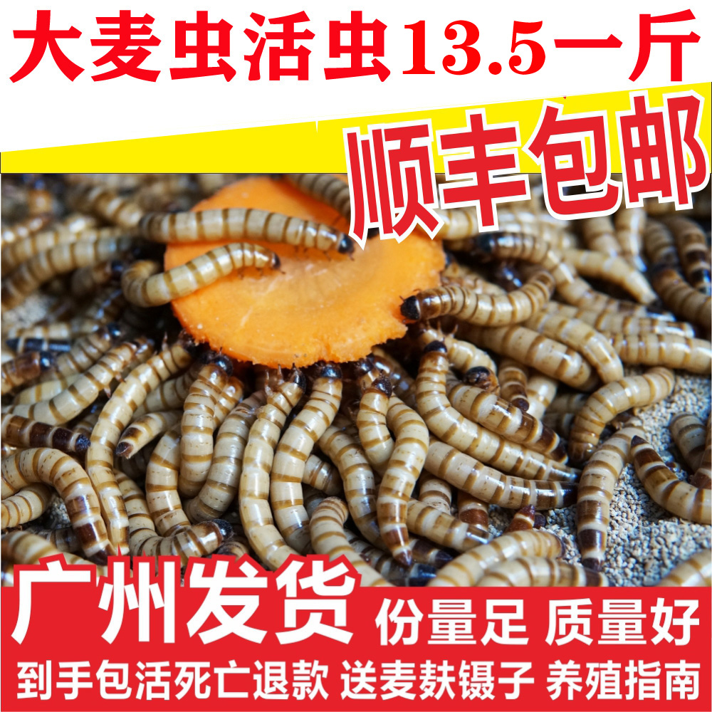 大麦虫活虫黄粉虫面包虫金银龙鱼观赏鱼饲料乌龟刺猬画眉鸟食包邮