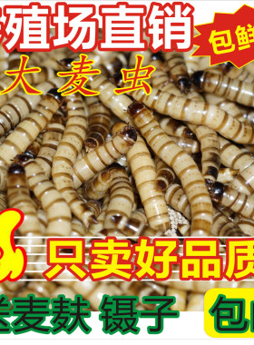 大麦虫黄粉虫面包虫蛋白虫鱼饲料