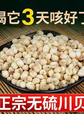 买一送一四川阿坝川贝母50克种植款非野生高品质无硫平贝母中药材