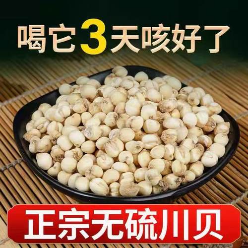 买一送一四川阿坝川贝母50克种植款非野生高品质无硫平贝母中药材