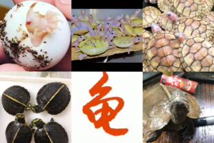 李子龟每天现场直播选购