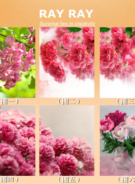 简单DIY数字油画粉红色牡丹花挂画装饰室内手绘丙烯颜料情侣礼物