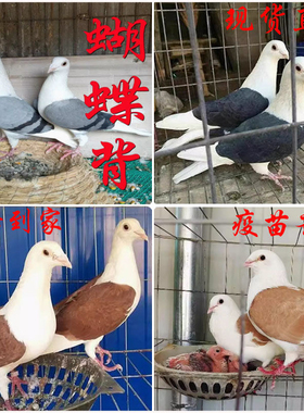 信鸽蝴蝶背黄色红色灰色黑色青年鸽一对一公一母养殖场现货速发