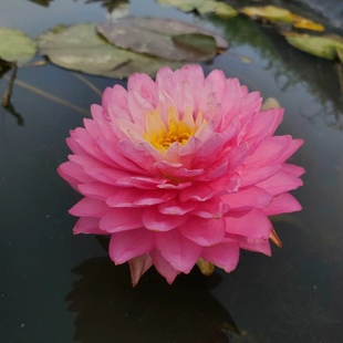 庭院别墅花园盆栽景观水生植物 进口稀有精品耐寒睡莲马克尼姆