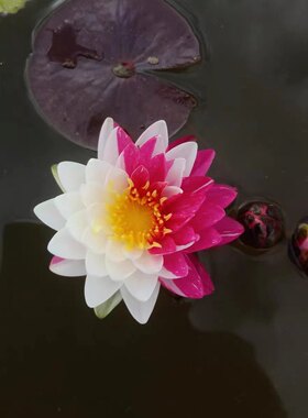 泰国进口精品耐寒睡莲—夹克风—随机变色带花苞发货庭院水生花卉