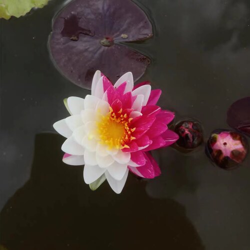 泰国进口精品耐寒睡莲—夹克风—随机变色带花苞发货庭院水生花卉
