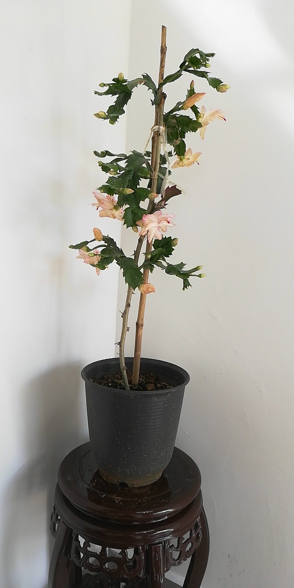 叶仙木麒麟嫁接蟹爪兰仙人球仙人指假昙花万能砧木云南清禾园艺