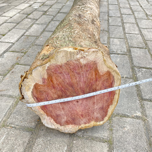 红豆杉原木料赤柏松雕刻工艺品