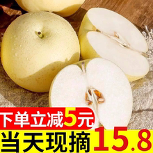 现摘赵县皇冠梨5斤梨子雪梨当季新款大甜新鲜水果香梨砀山梨包邮