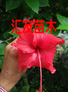 热销花卉吊灯扶桑花苗大红花庭院阳台盆栽小苗原土发货