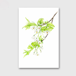 减压创意diy数字油画自己填色玉兰花卉唯美简约中国风室内画礼物