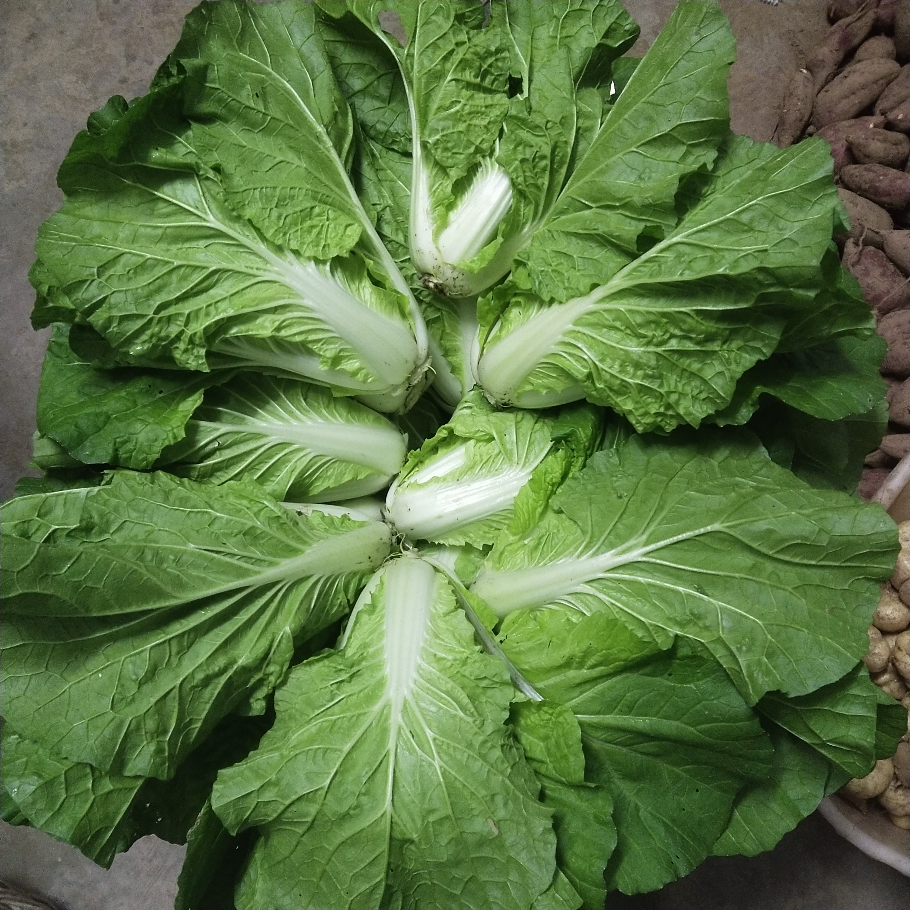 恩施本地白菜 农家自种新鲜蔬菜包白菜新鲜高山露天大白菜3斤包邮