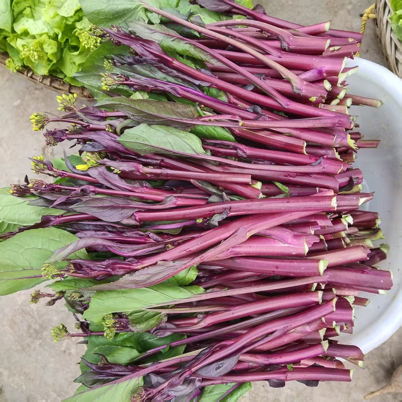 湖北恩施鹤峰红菜苔老品种老味道红菜苔,水产肉类/新鲜蔬果/熟食,叶菜类,淘宝优惠券,粉丝福利购,淘宝优惠卷
