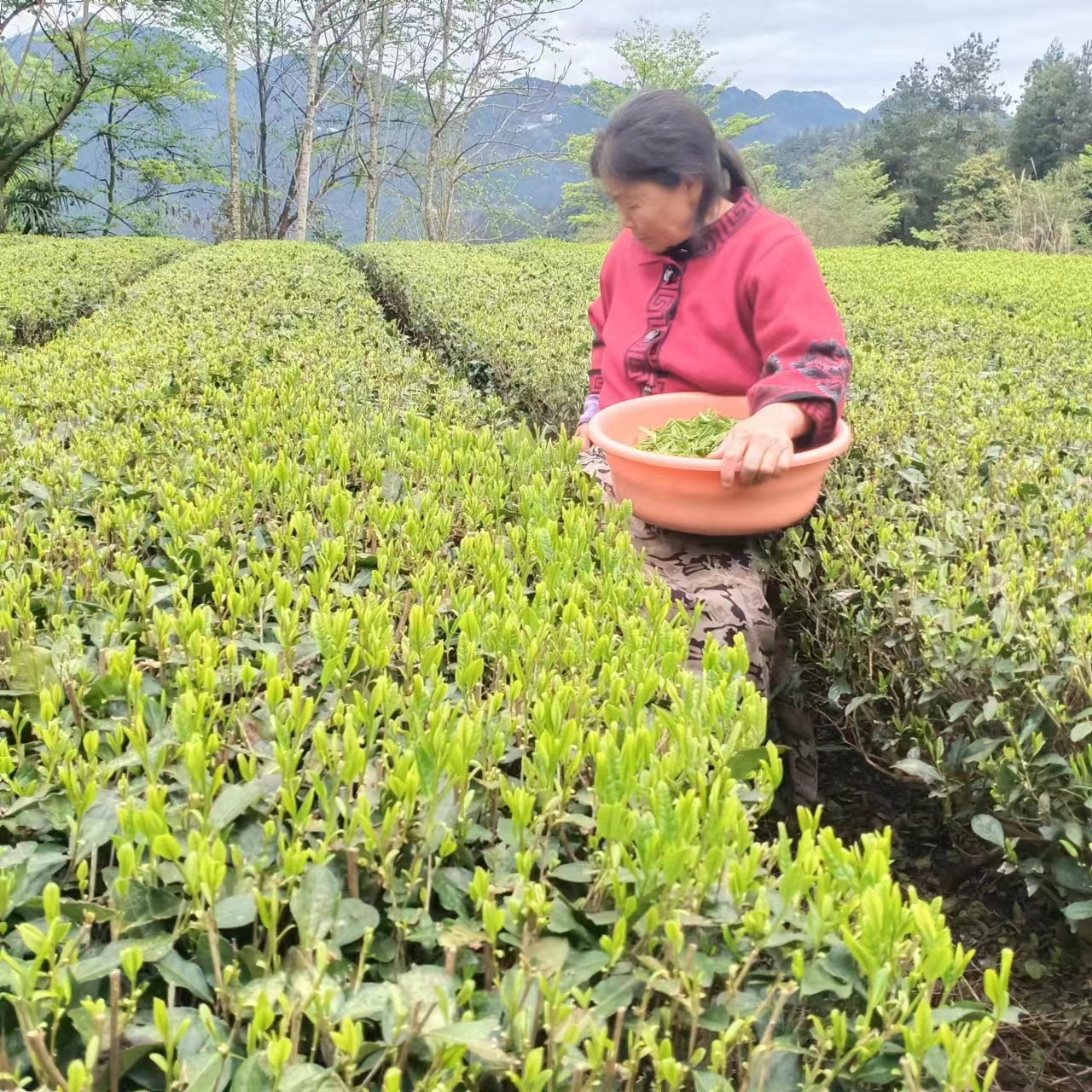 2024年新茶鹤峰茶烘青绿茶