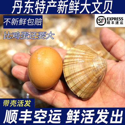丹东大文贝鲜活野生超特大黄蚬子黄金贝无沙东港贝类海鲜黄贝纹贝