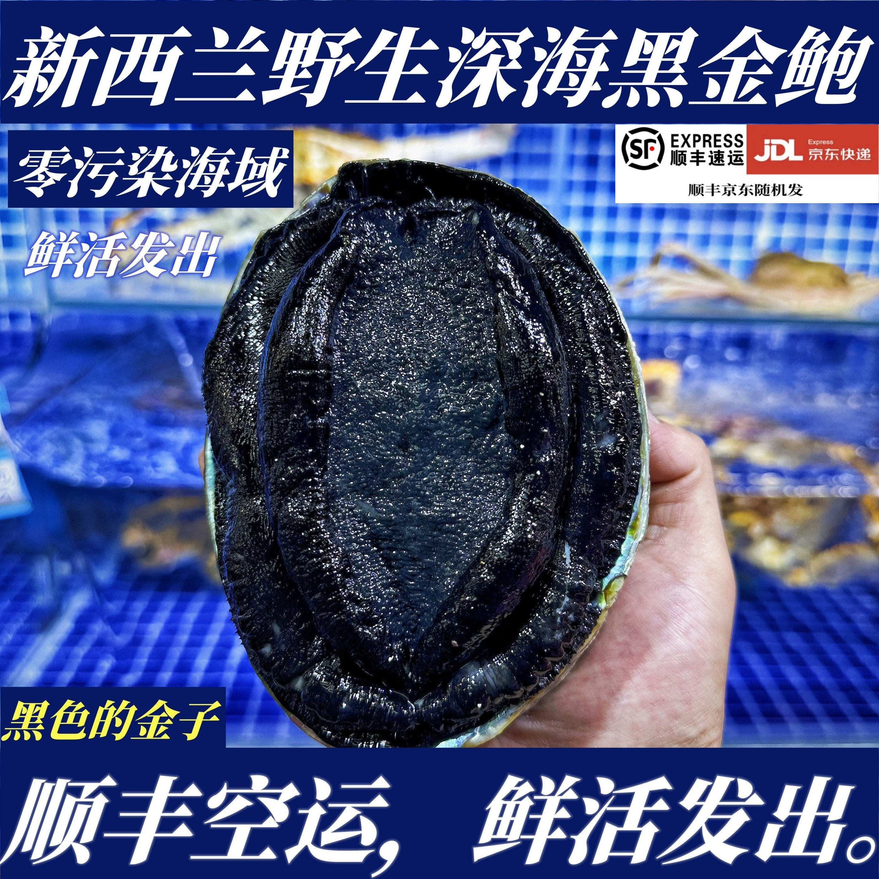 【顺丰特快】鲜活黑金鲍新西兰黑金鲍非黄金鲍非鲍鱼大连源头直发