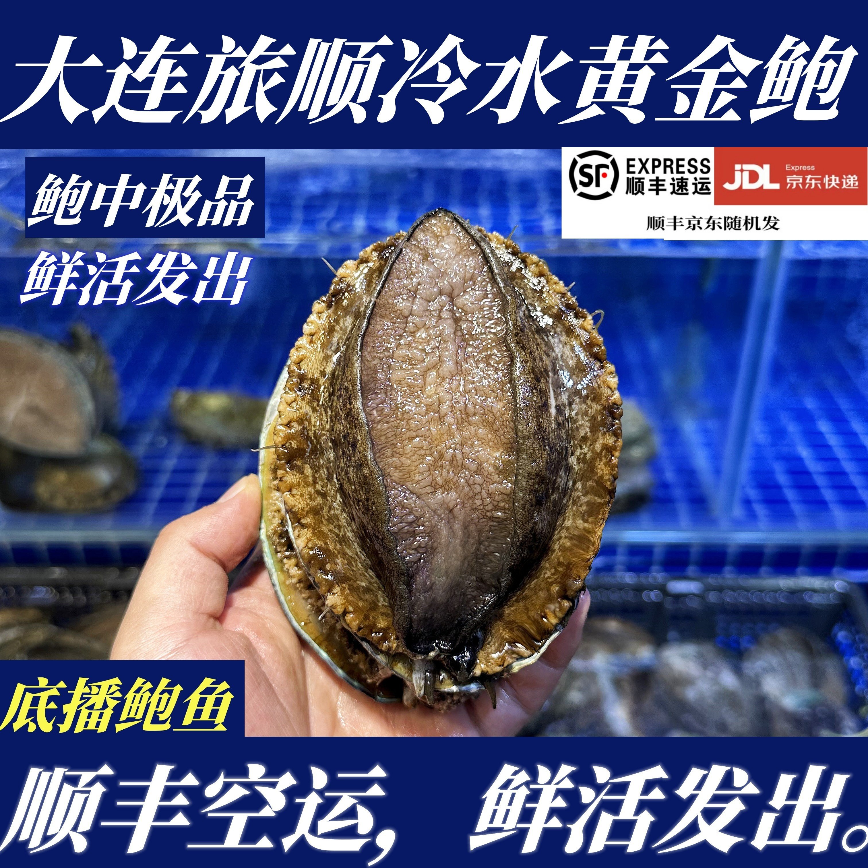 【顺丰特快】鲜活大连旅顺黄金鲍大鲍鱼刺身鲍鱼新鲜大连海产源头