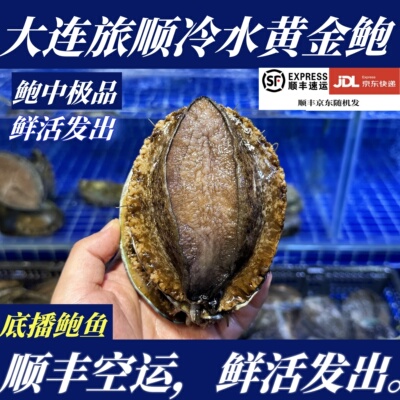 【顺丰特快】鲜活大连旅顺黄金鲍大鲍鱼刺身鲍鱼新鲜大连海产源头