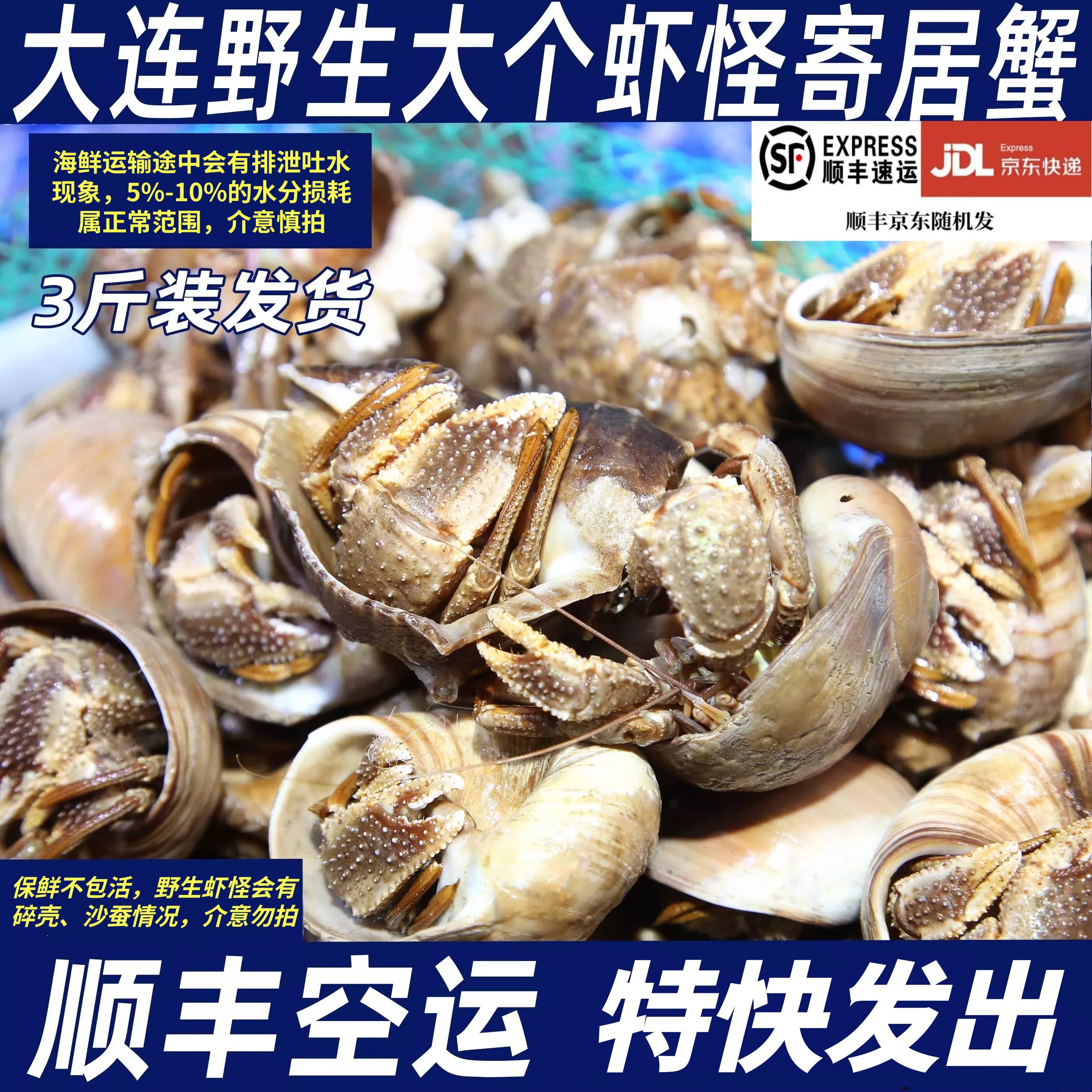 大连野生虾怪3斤带壳海捕寄居蟹海鲜烧烤【保鲜不保活】