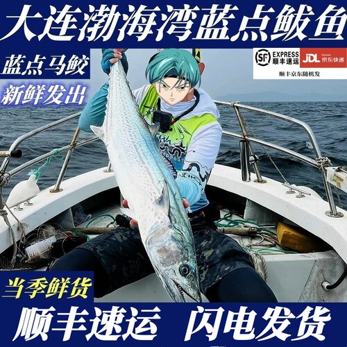 【顺丰快递】鲜活海捕大连野生蓝点鲅鱼马鲛鱼当季新货速冻鲅鱼