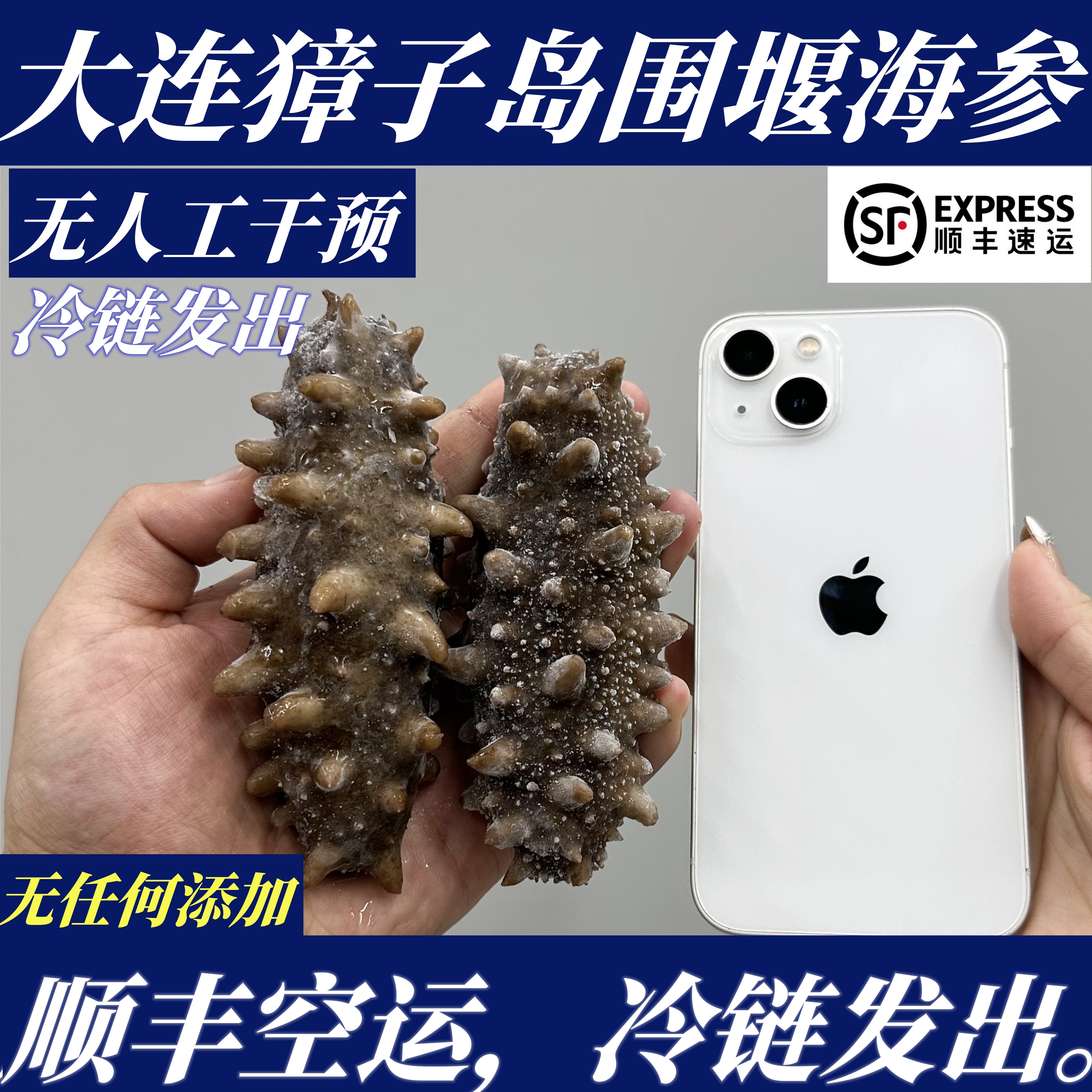 【顺丰特快】大连即食围堰底播海参獐子岛海参大连底播海参辽刺参