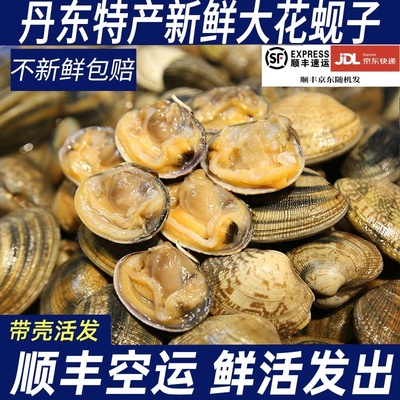 丹东花甲鲜活无沙花蛤文蛤花蚬子蛤蜊杂色蛤新鲜海鲜水产包活包邮
