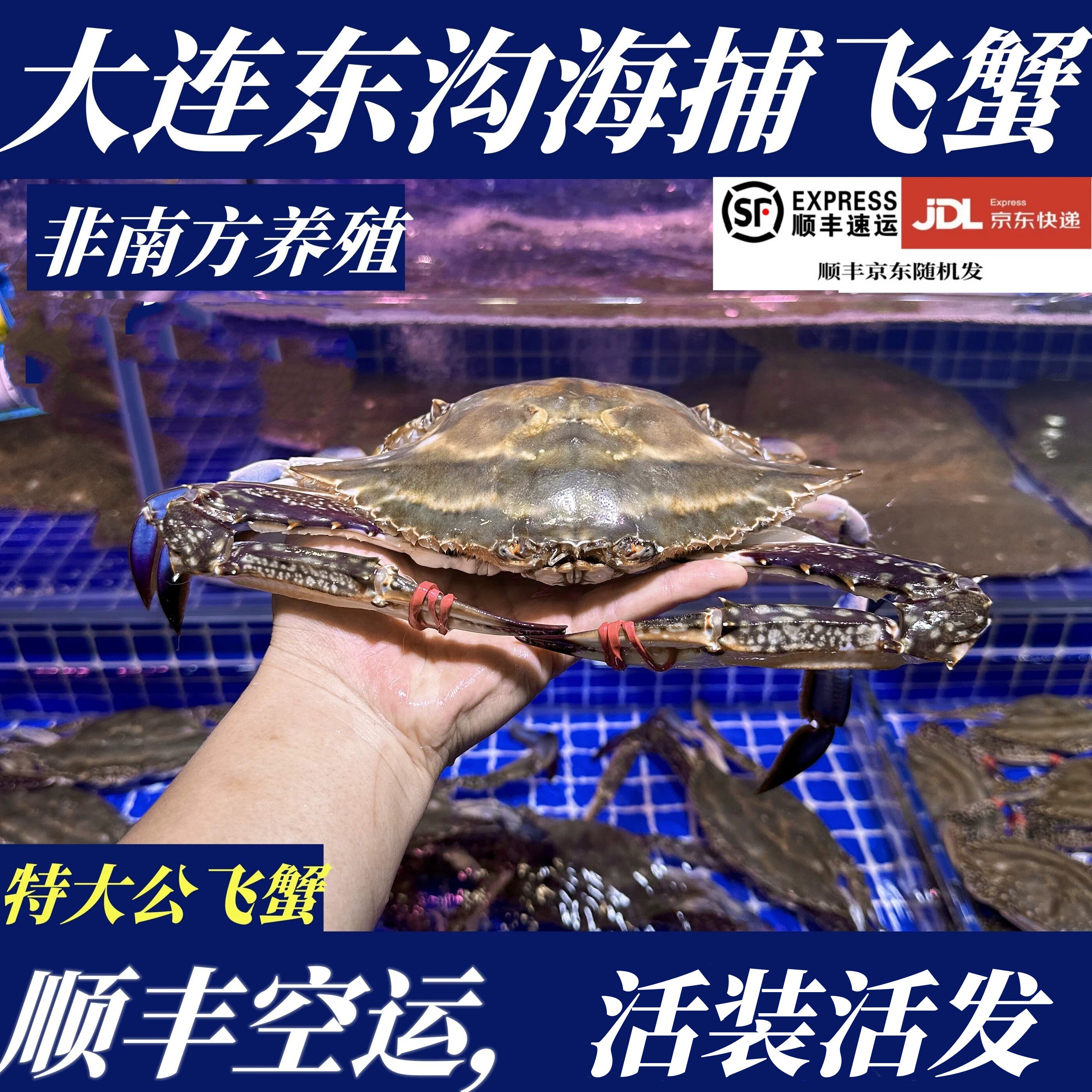 【保鲜不保活】大连东沟公飞蟹1梭子蟹