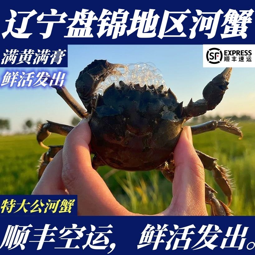 【顺丰特快】鲜活盘锦地区稻田河蟹大公蟹10只约2斤非大闸蟹螃蟹,水产肉类/新鲜蔬果/熟食,梭子蟹,淘宝优惠券,粉丝福利购,淘宝优惠卷