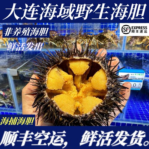 【顺丰特快】鲜活大连紫海胆2斤6-10只非马粪海胆非黄胆刺锅