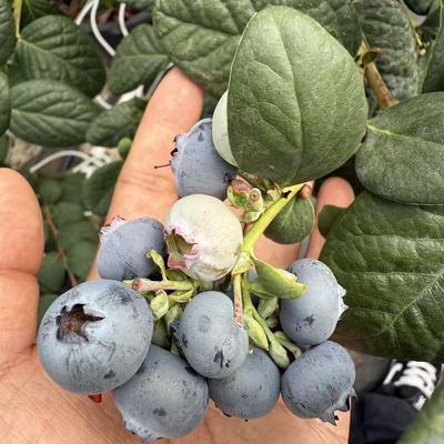 云南澄江抚仙湖花香蓝莓