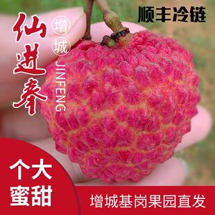 增城荔枝当季水果小核肉厚甘甜现摘现发基岗仙进奉荔枝