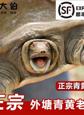 【顺丰】外塘生态大甲鱼鲜活青黄王八水鱼野外养中华老鳖团鱼足斤