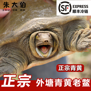 【顺丰】外塘生态大甲鱼鲜活青黄王八水鱼野外养中华老鳖团鱼足斤