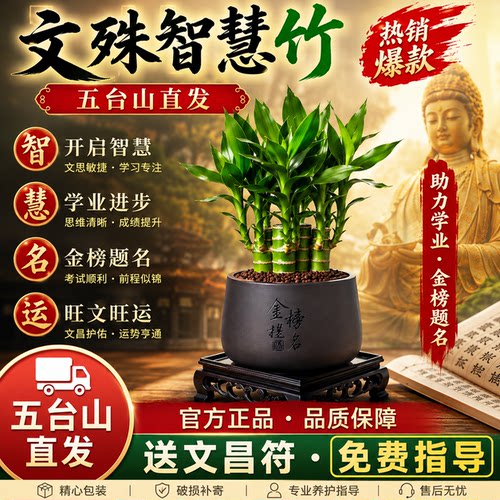 五台山文昌竹4支金榜题名室内学习书桌土培绿植盆栽富贵竹办公室